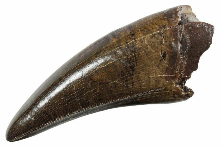 Pristine Serrated Tyrannosaurus (T rex) Premax Tooth - Montana #355462